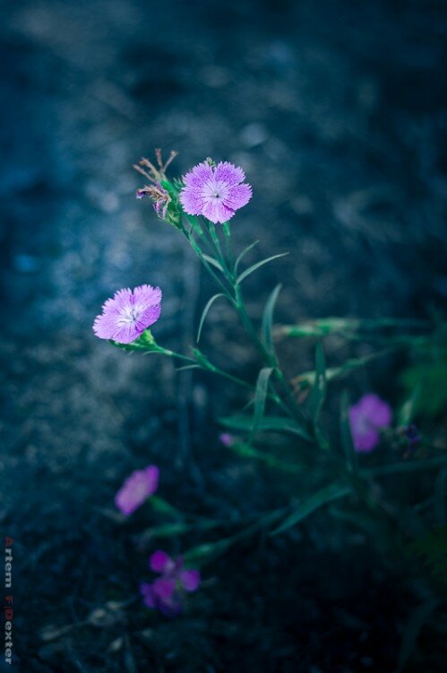 � ���� ������ �...