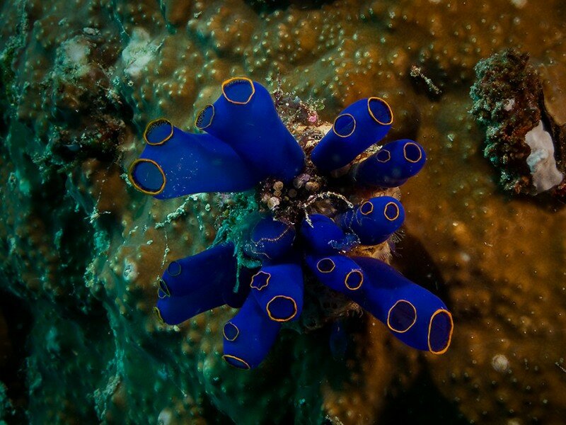 Beauty of the sea